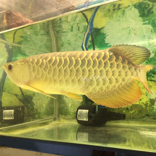 Cá Rồng Kim Long Quá Bối